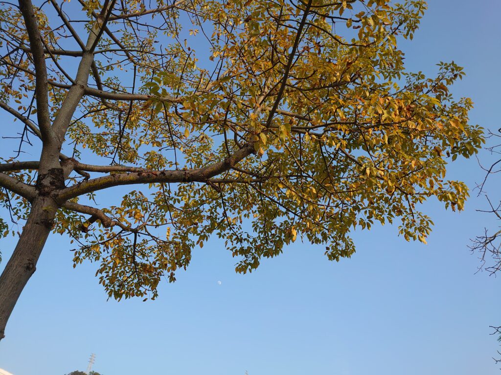 DSC 0008 1024x768