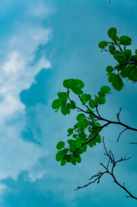 DSC02491 199x300